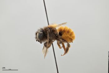 Media type: image;   Entomology 790656 Aspect: habitus lateral view